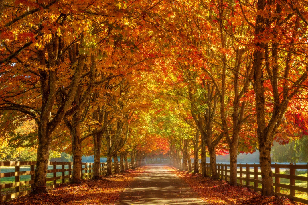 Golden autumn tree tunnel in Washington State, orange and gold fall foliage over a country lane with wooden fences, photographed by Chris Fabregas