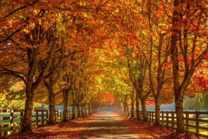 Golden autumn tree tunnel in Washington State, orange and gold fall foliage over a country lane with wooden fences, photographed by Chris Fabregas